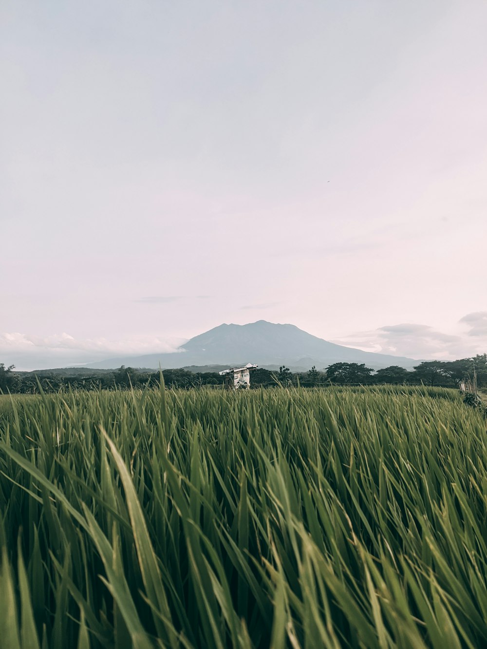 山を背景に背の高い草原