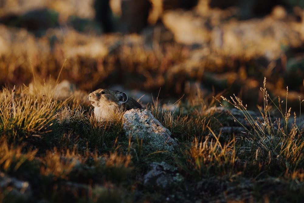 a small bird sitting on a rock in the grass