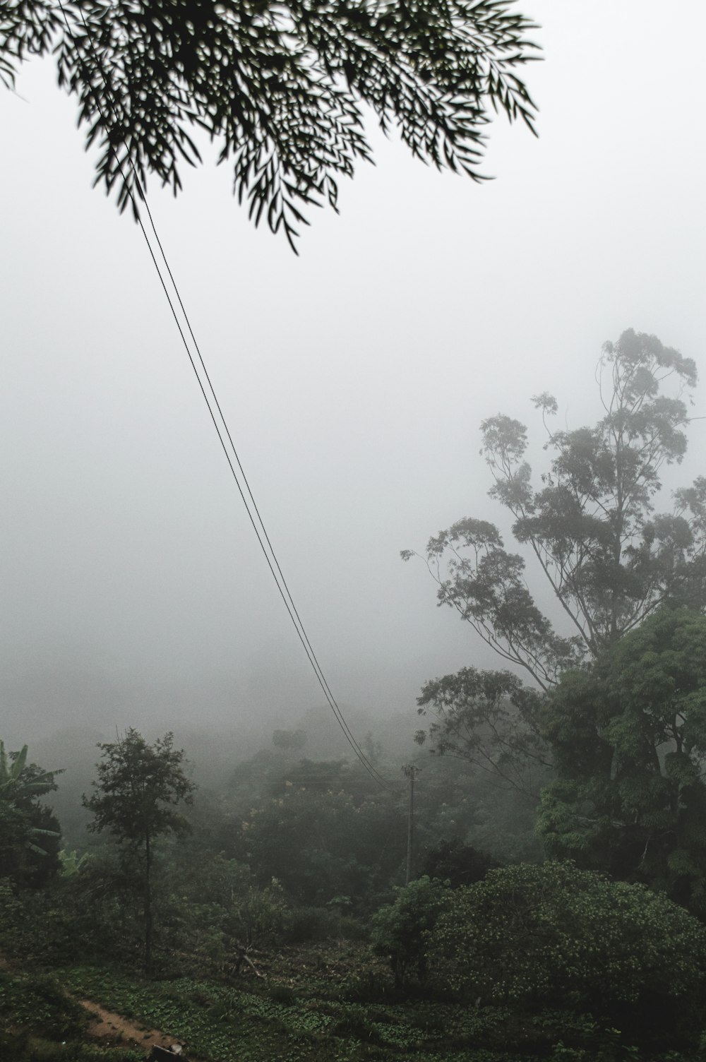 une forêt brumeuse avec un poteau téléphonique et des arbres