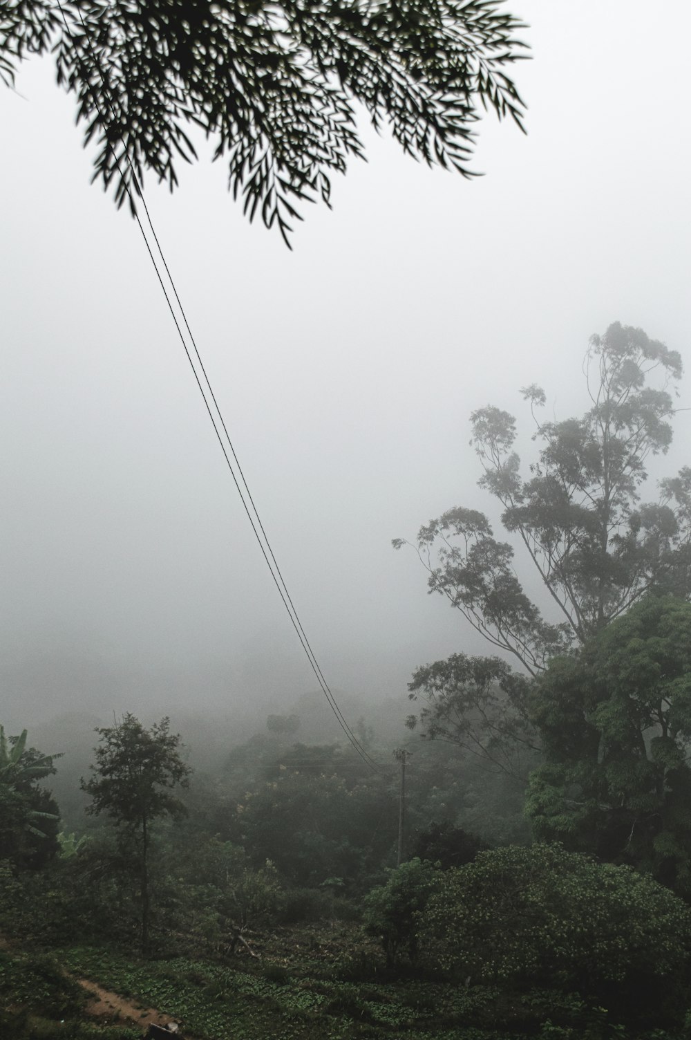 a foggy forest with a telephone pole and trees