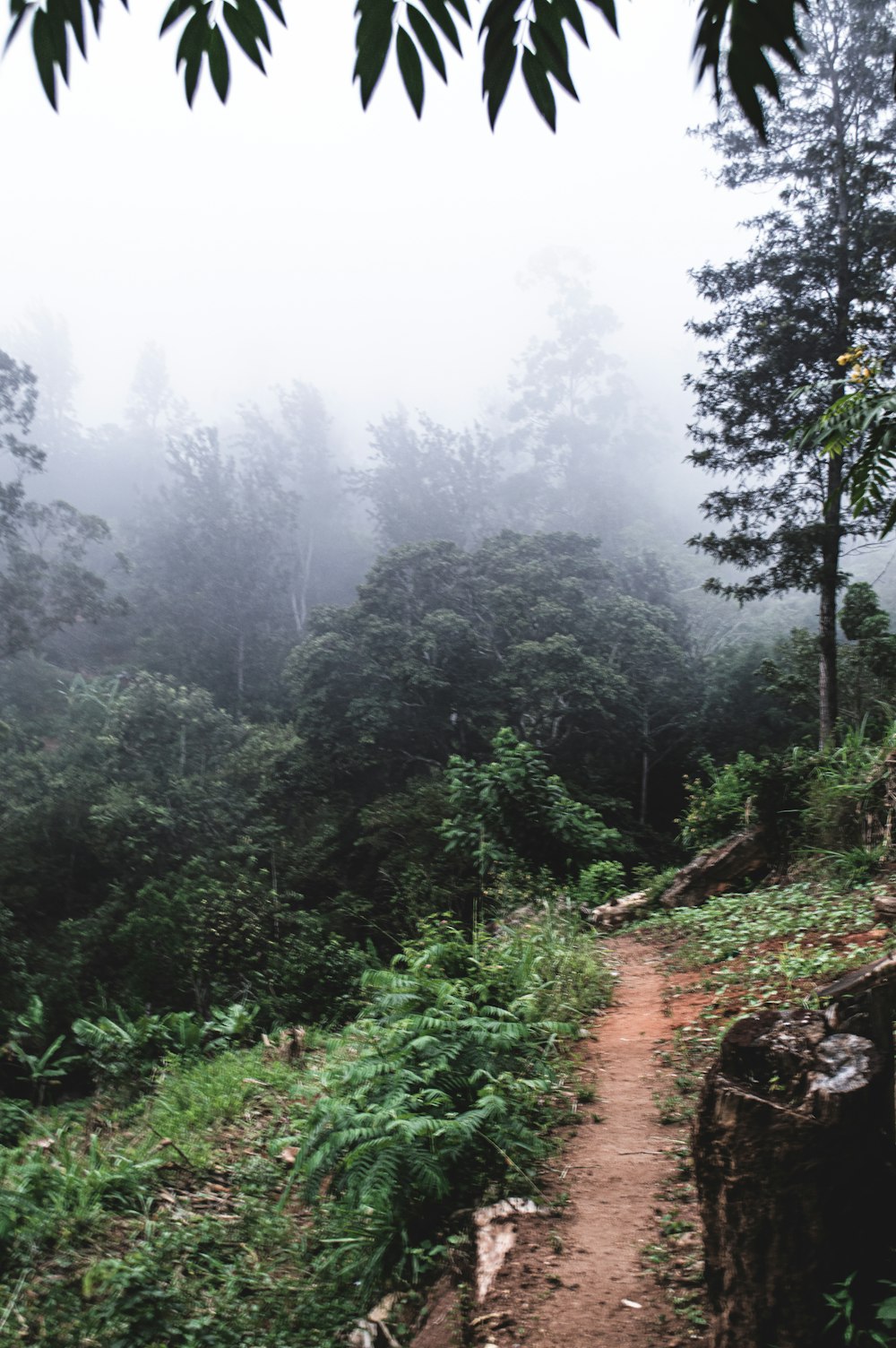 a dirt path in the middle of a forest