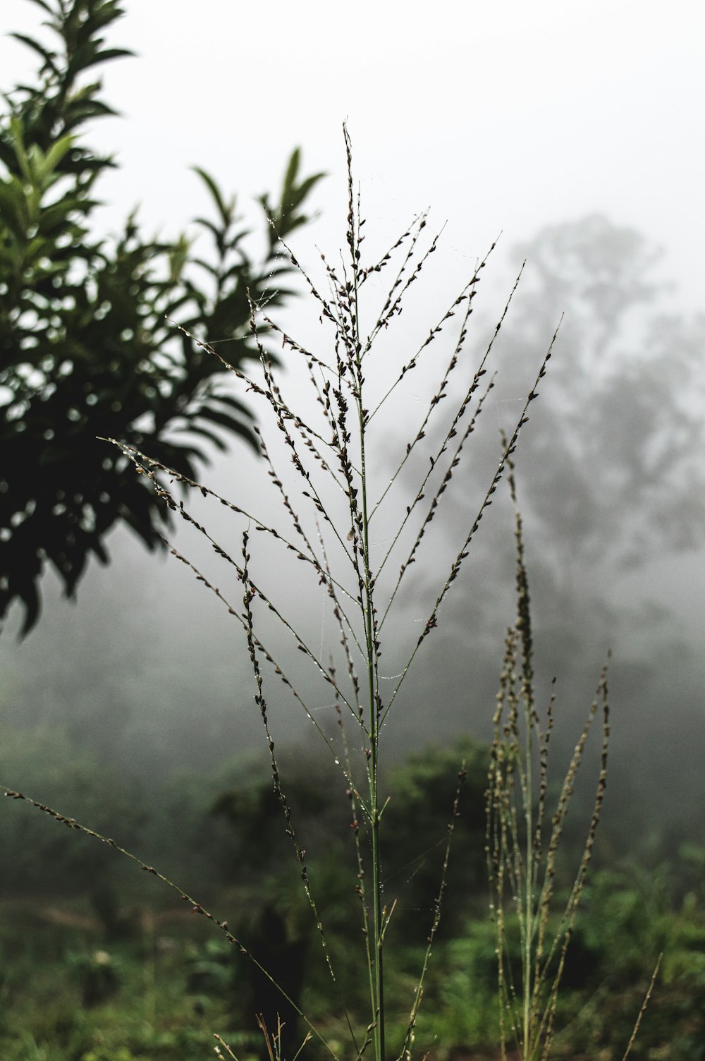 a close up of a plant with fog in the background