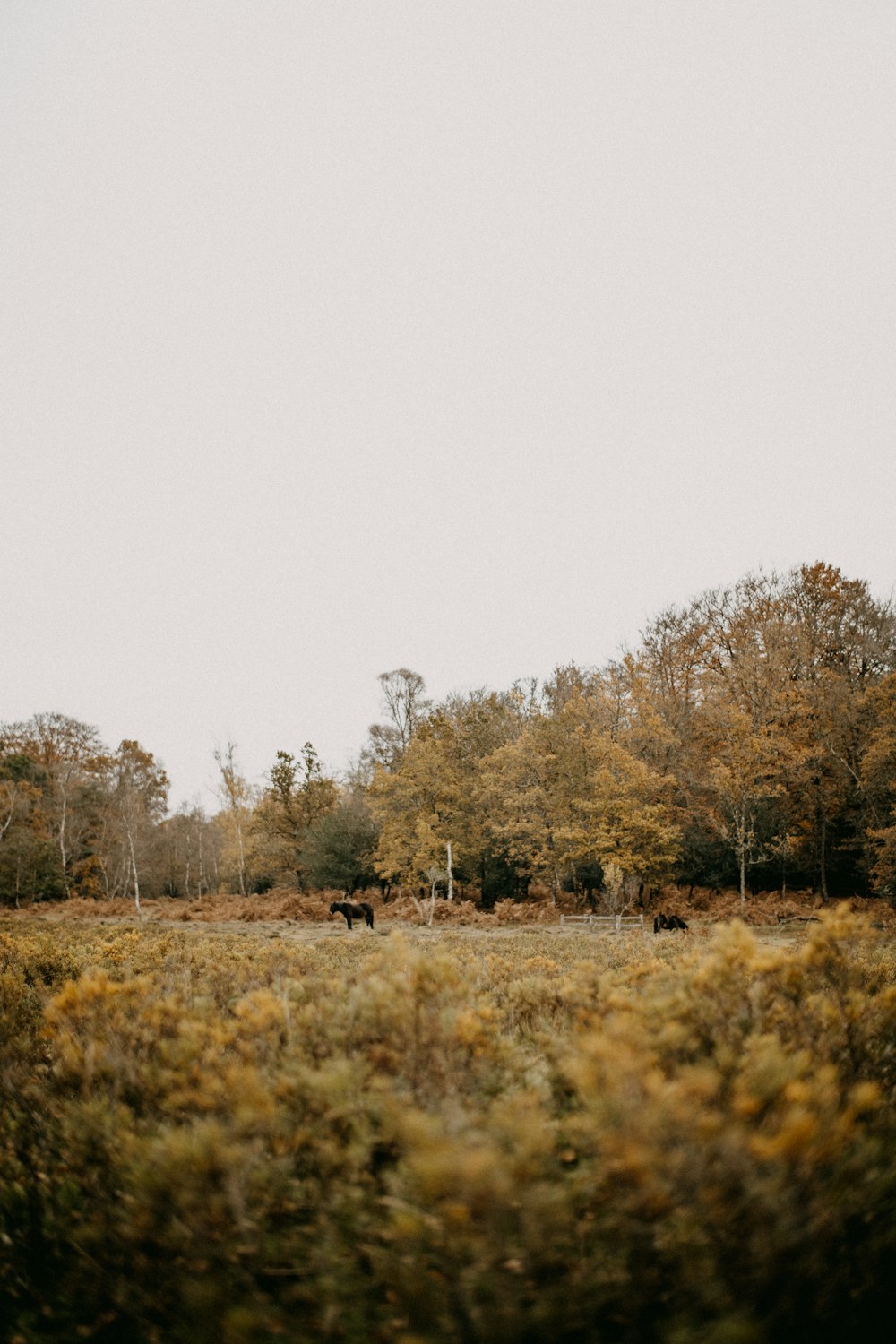 a large tree in a forest