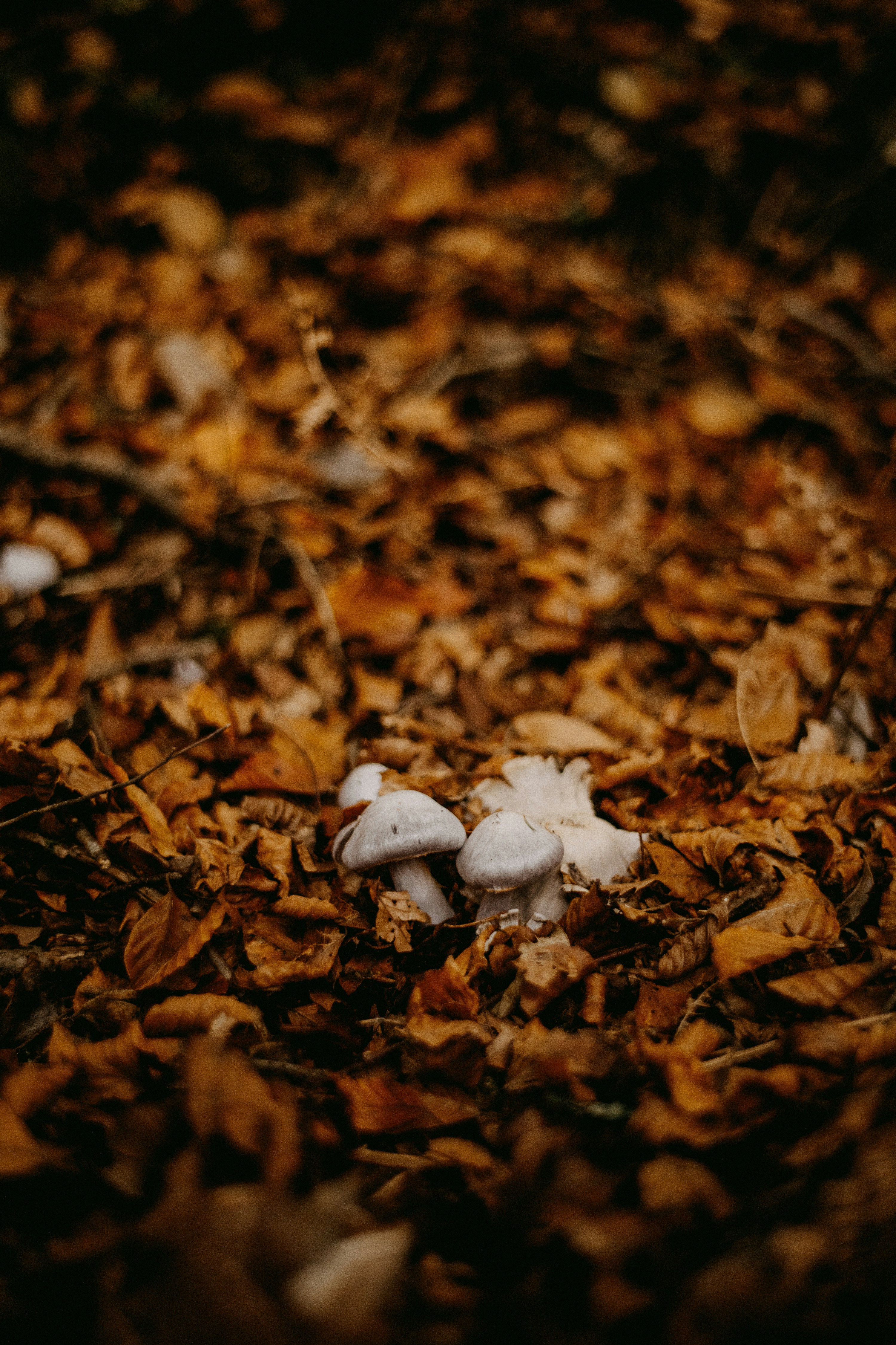 Photo by anniespratt