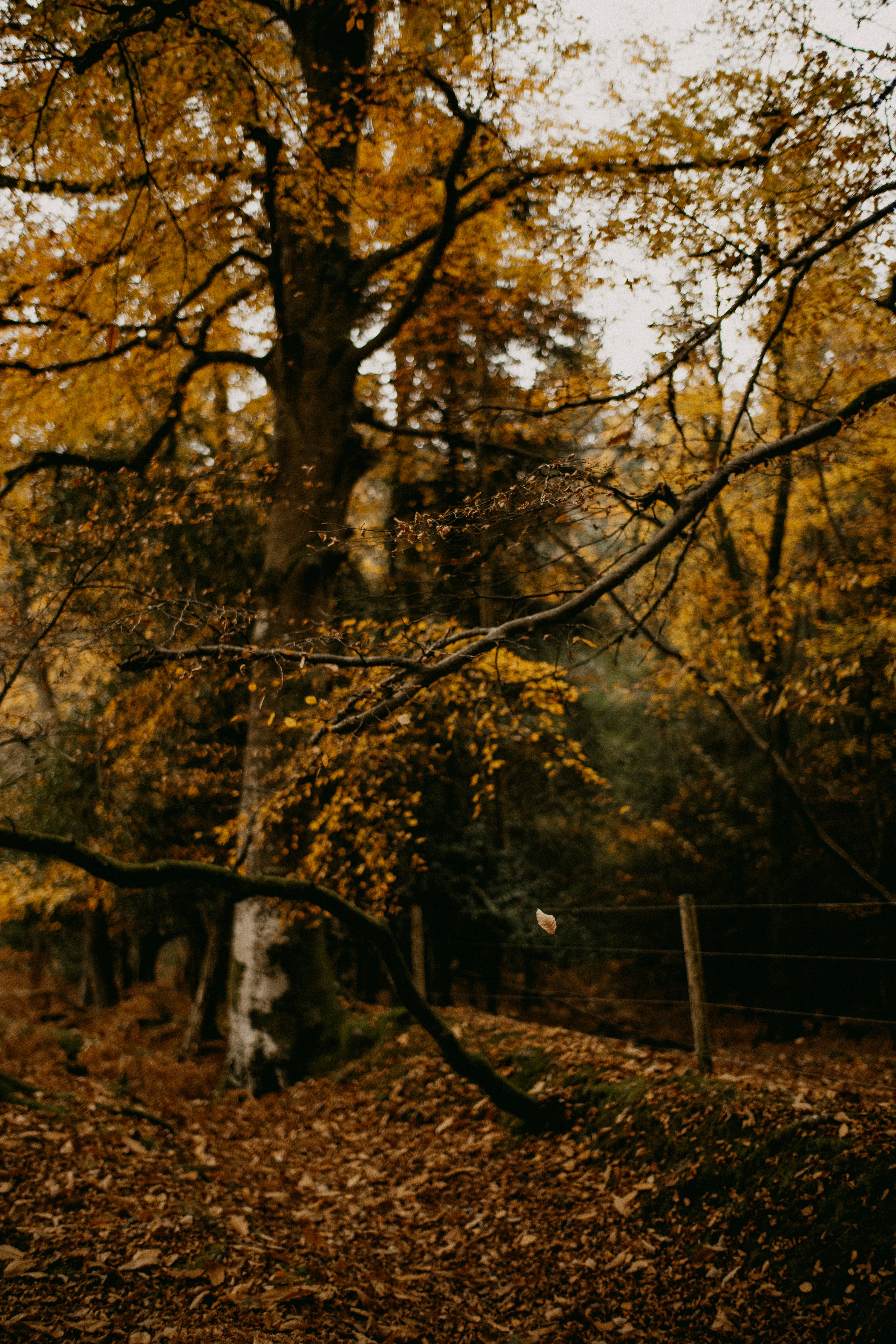 Photo by anniespratt