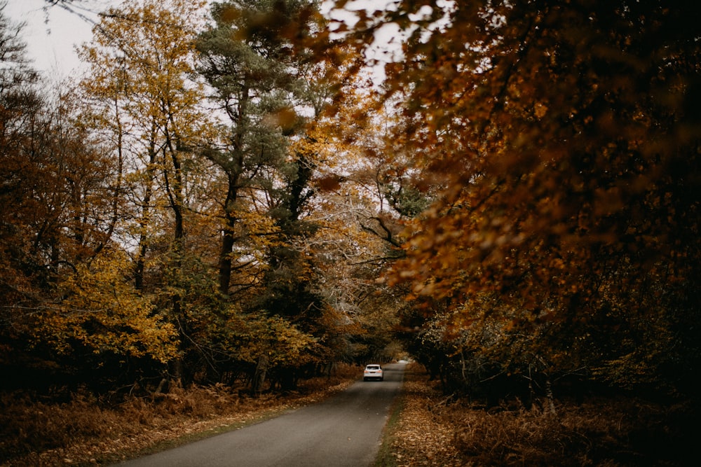 a car driving down a road surrounded by trees