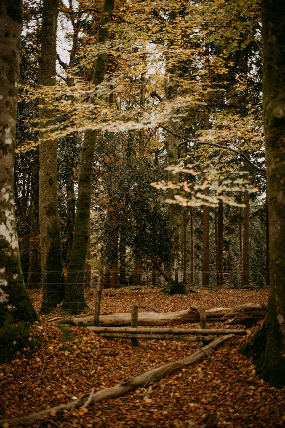 a wooded area with fallen leaves on the ground