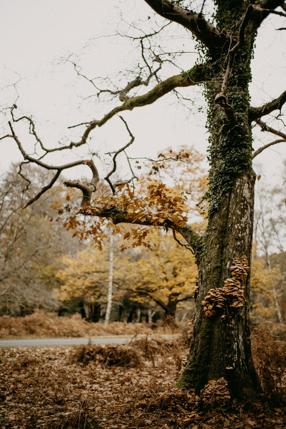 a tree that is standing in the grass