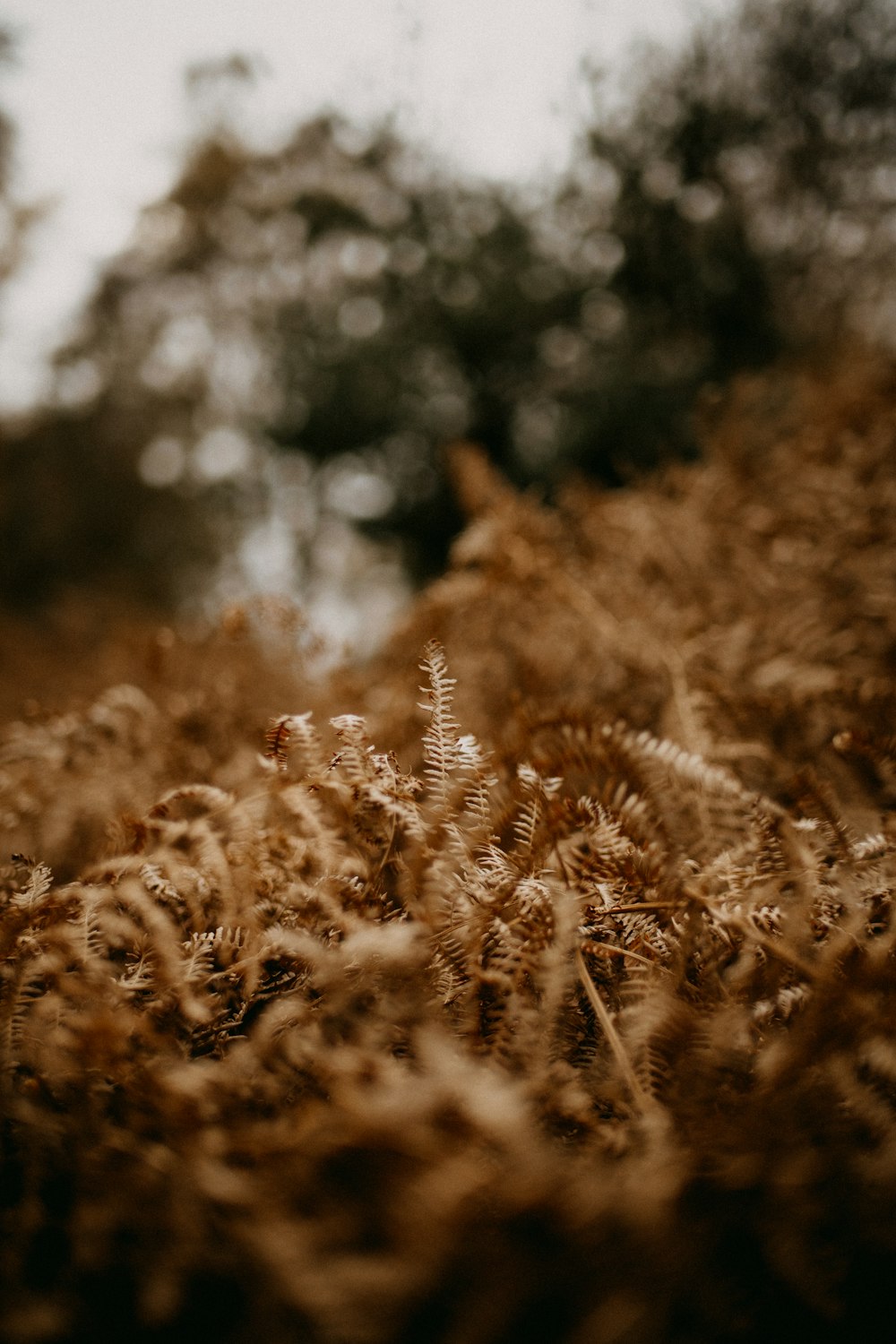 a field of tall grass with trees in the background