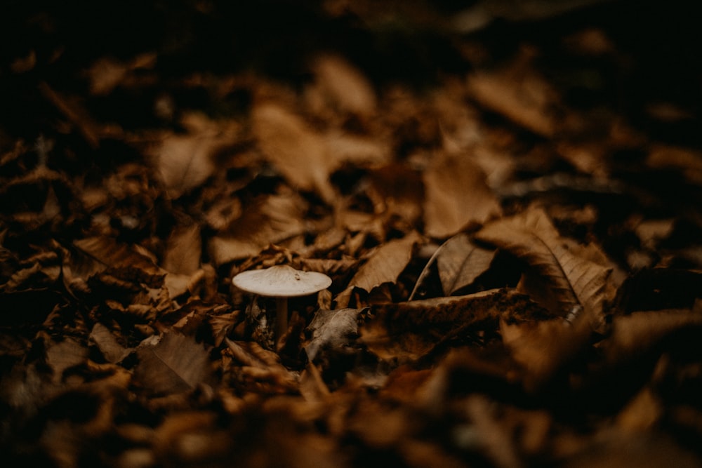 a white mushroom sitting on top of a pile of leaves