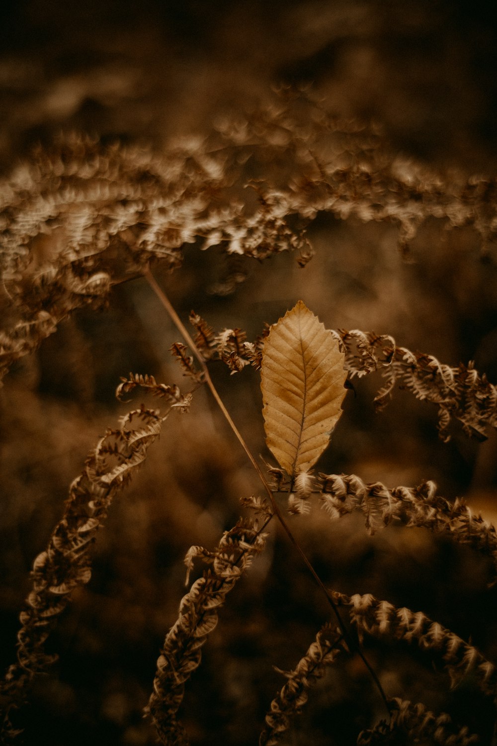 a single leaf sitting on top of a plant