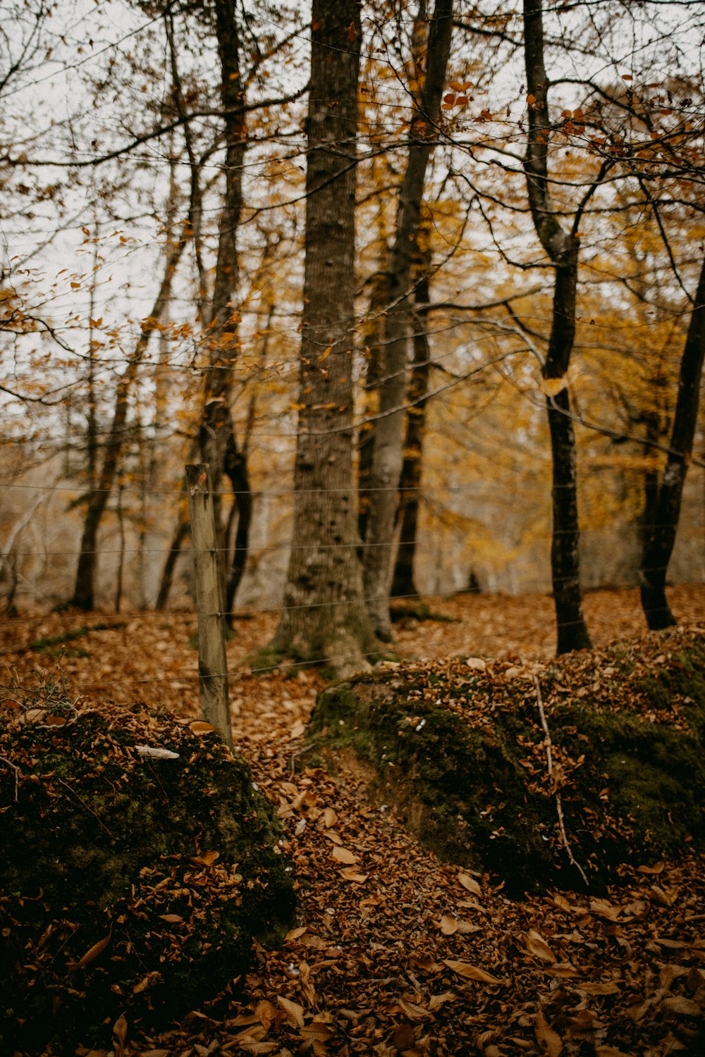 a forest filled with lots of leaf covered trees