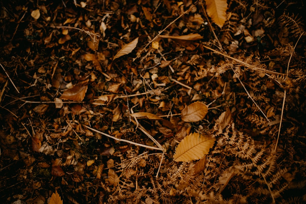 a bunch of leaves that are on the ground