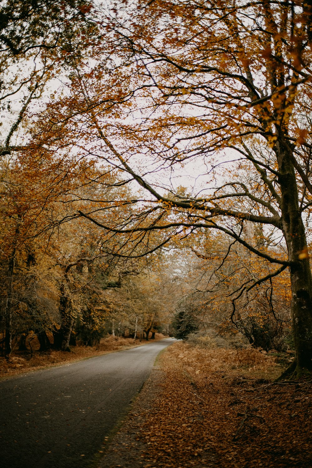 Eine Straße, die im Herbst von Bäumen umgeben ist