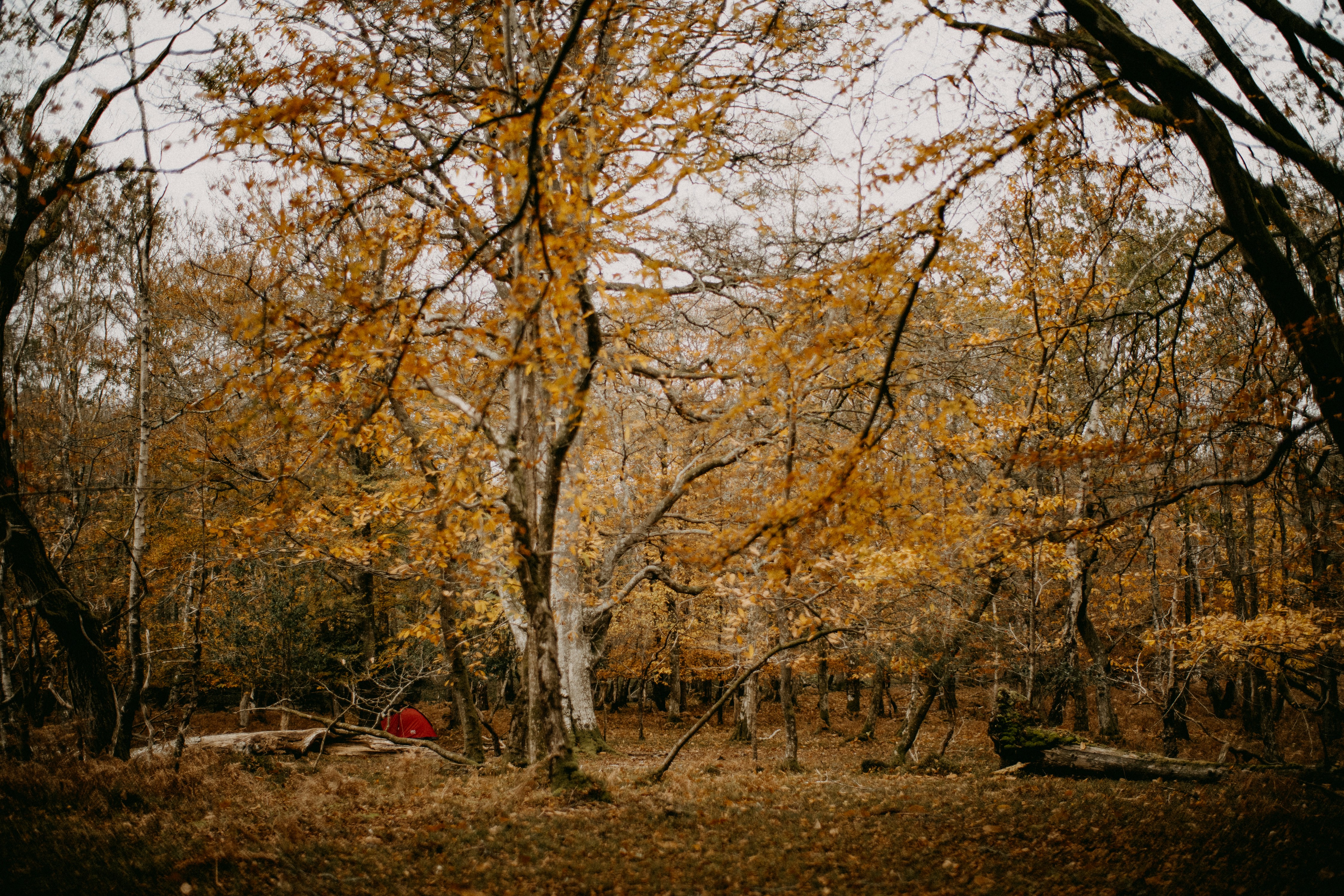 Photo by anniespratt