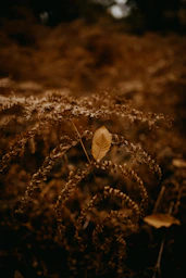 a single leaf is sitting on the ground