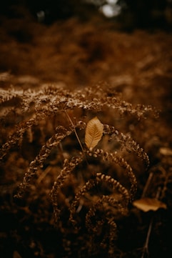 a single leaf is sitting on the ground