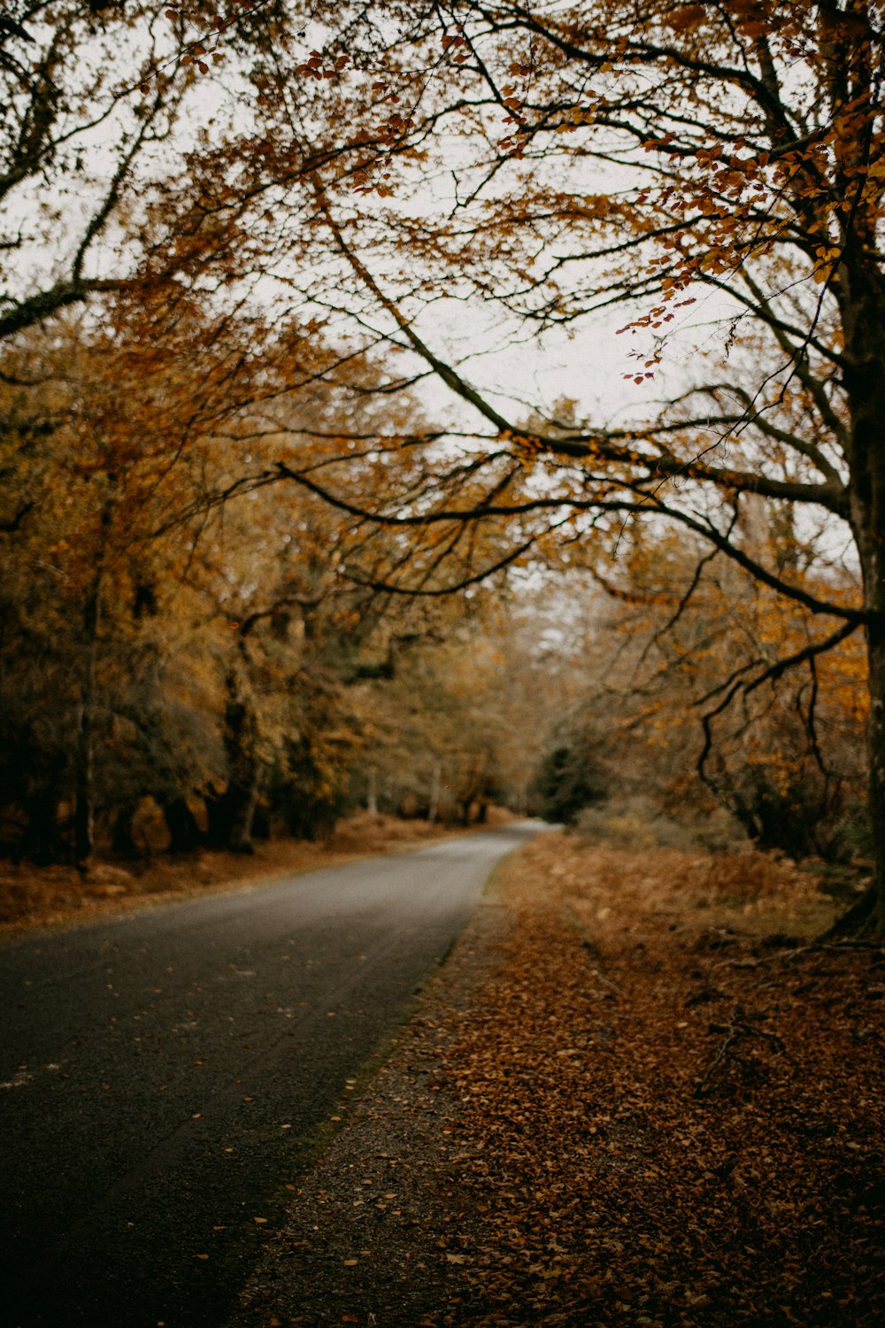 an empty road surrounded by trees in the fall