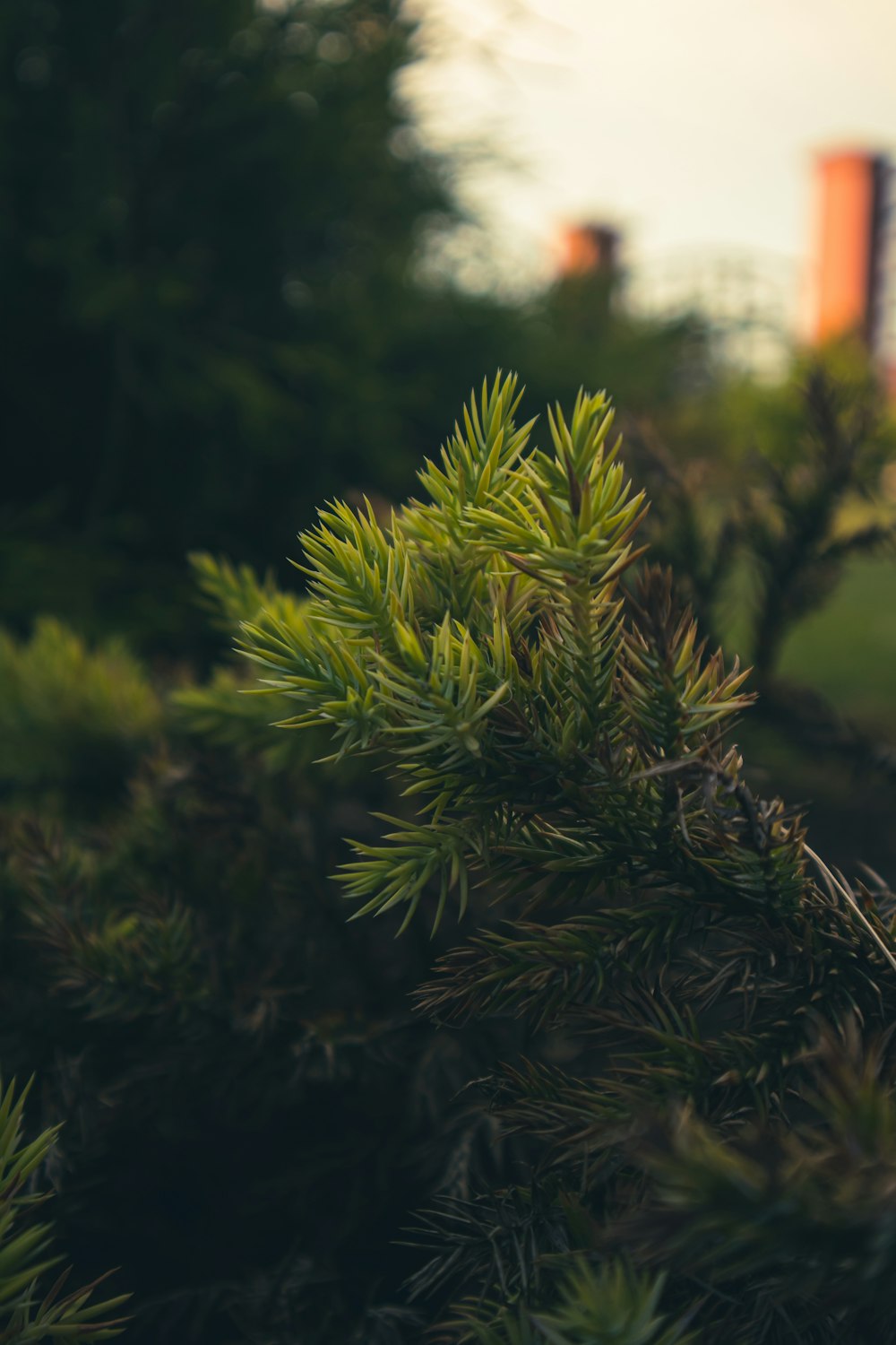 a close up of a pine tree with a building in the background