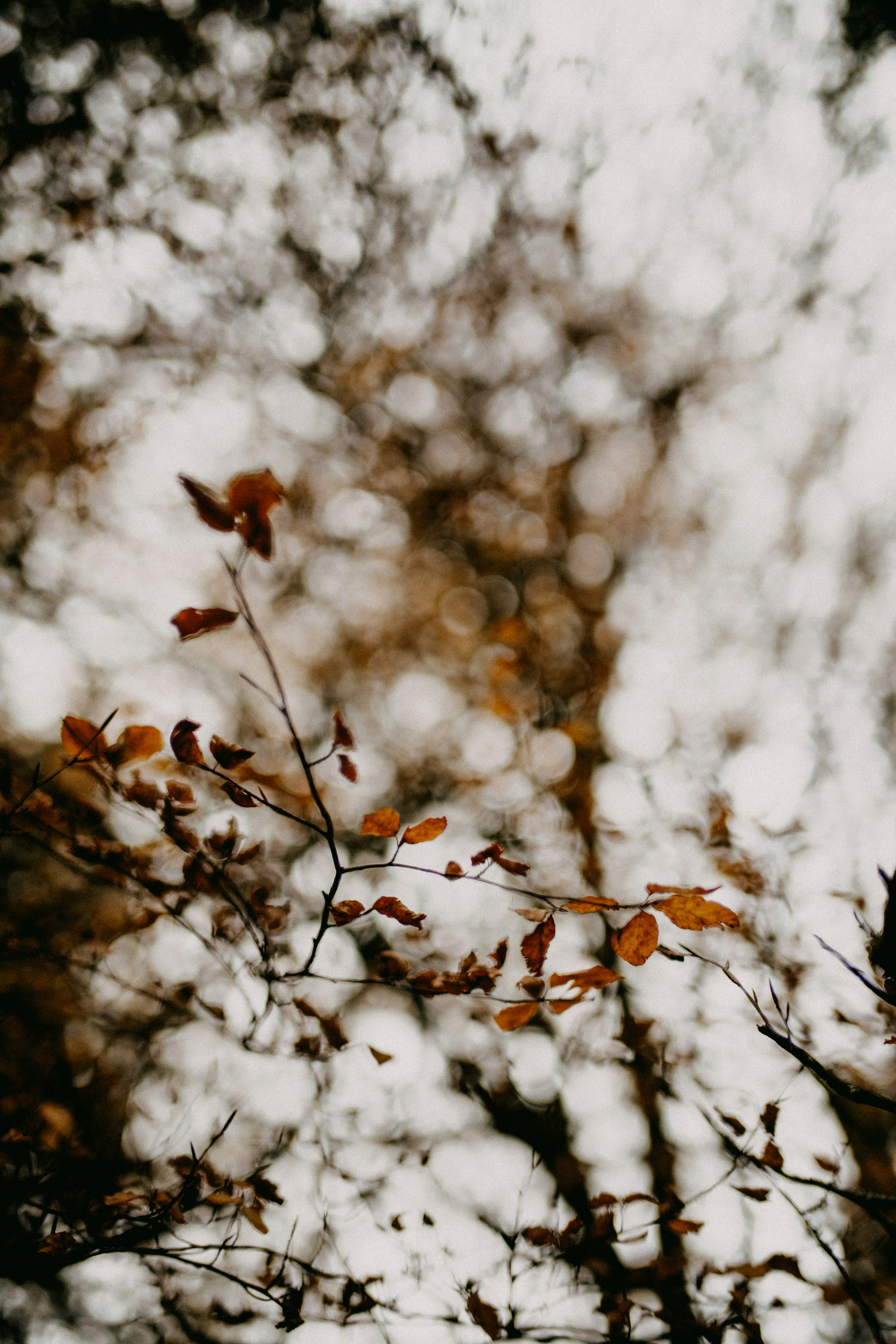 Photo by anniespratt