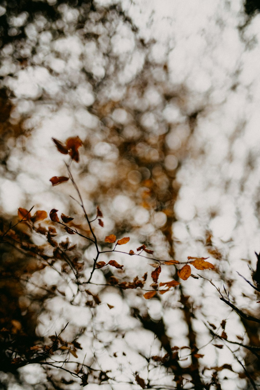 a leafy tree with lots of leaves on it