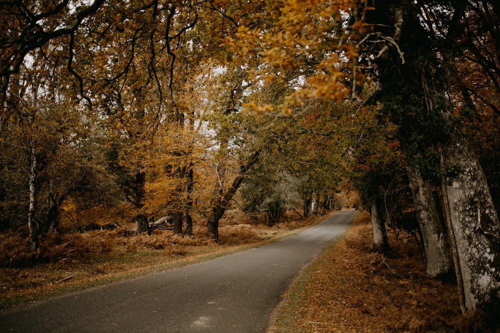 an empty road surrounded by trees in the fall