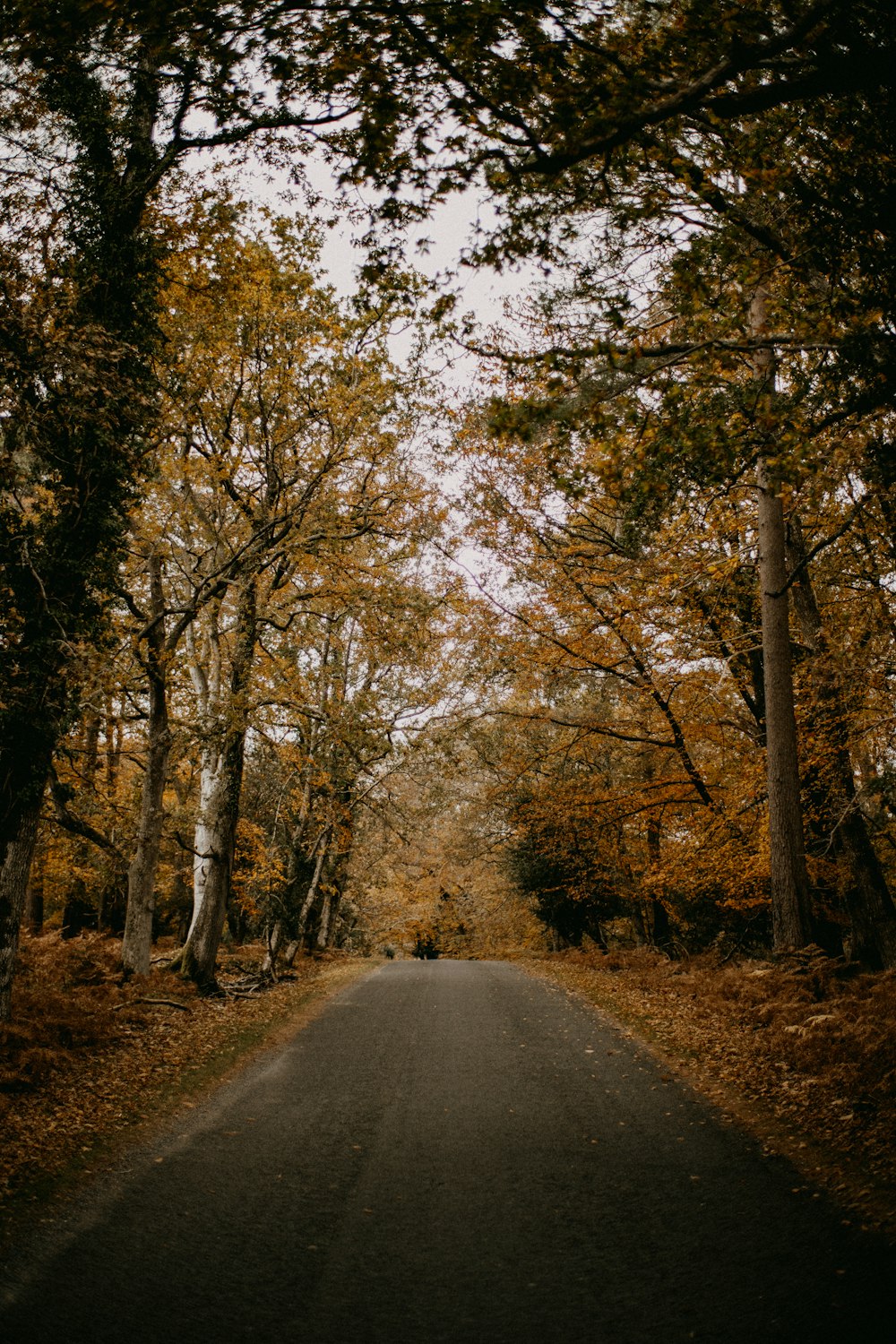 a road in the middle of a forest with lots of trees