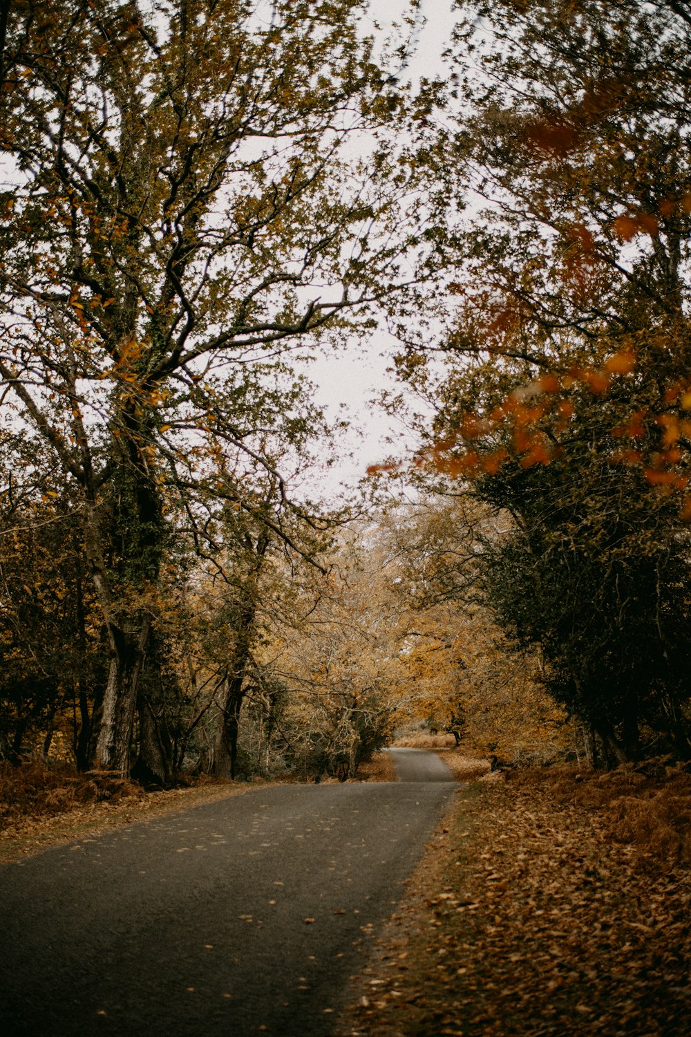 an empty road surrounded by trees and leaves