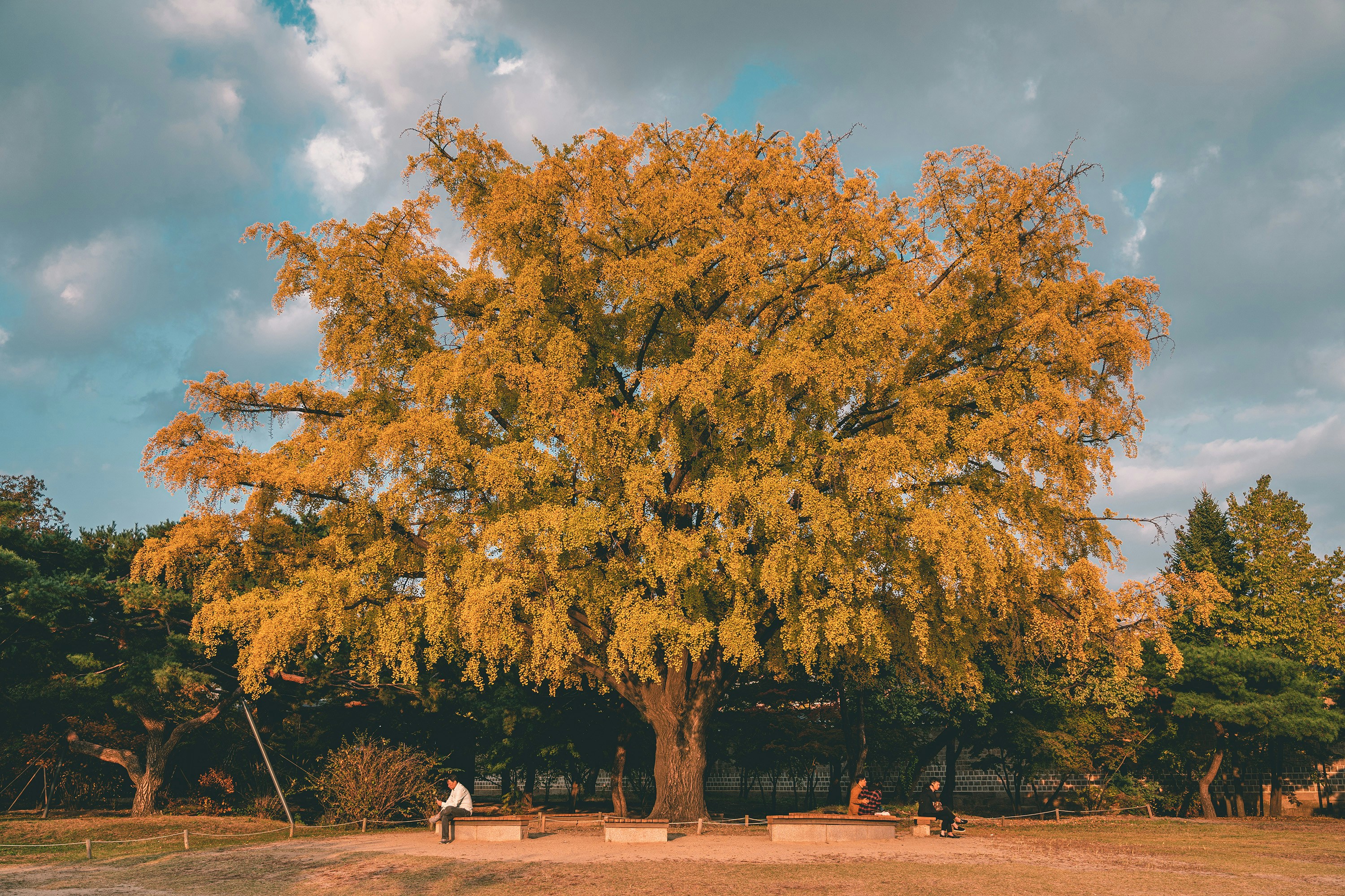 a large tree with yellow leaves in a park