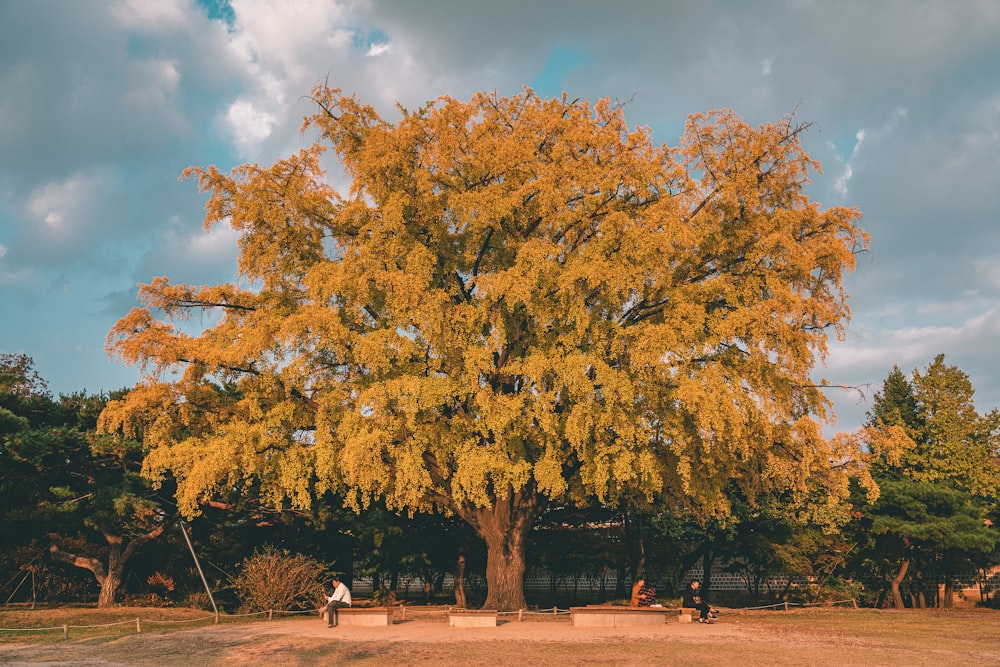 a large tree with yellow leaves in a park