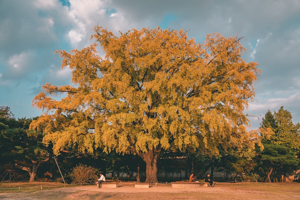 Un grande albero con foglie gialle in un parco