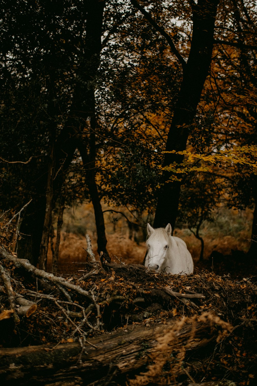 Ein weißes Pferd mitten im Wald