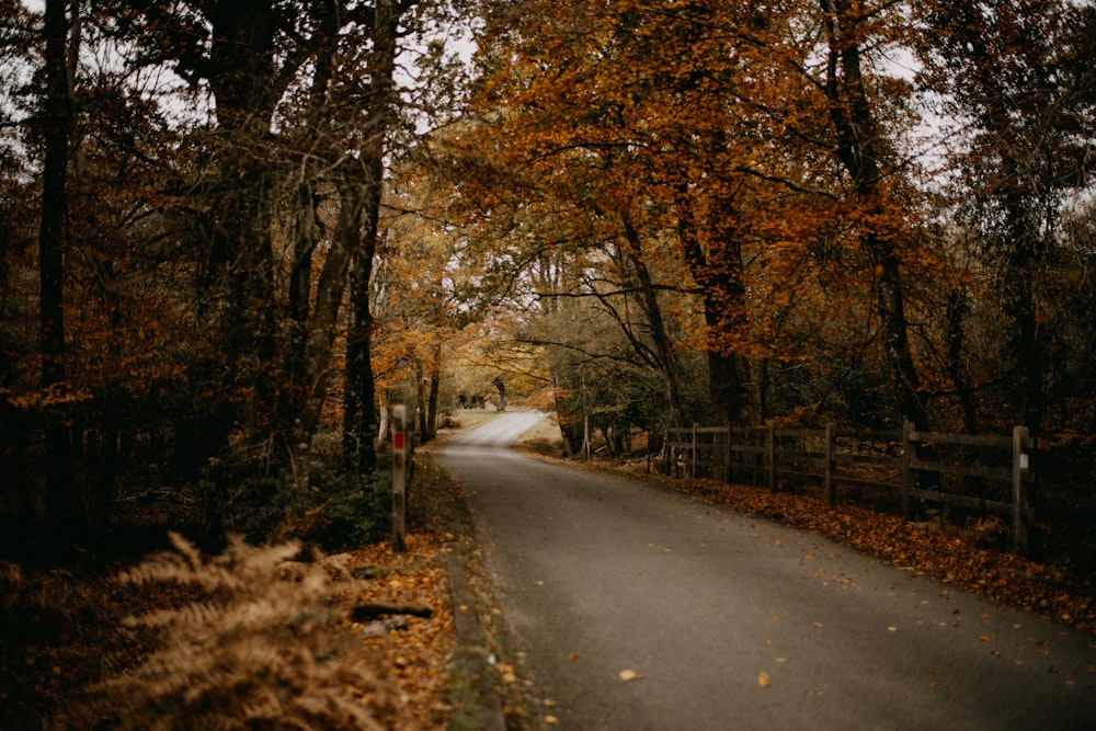 an empty road surrounded by trees in the fall