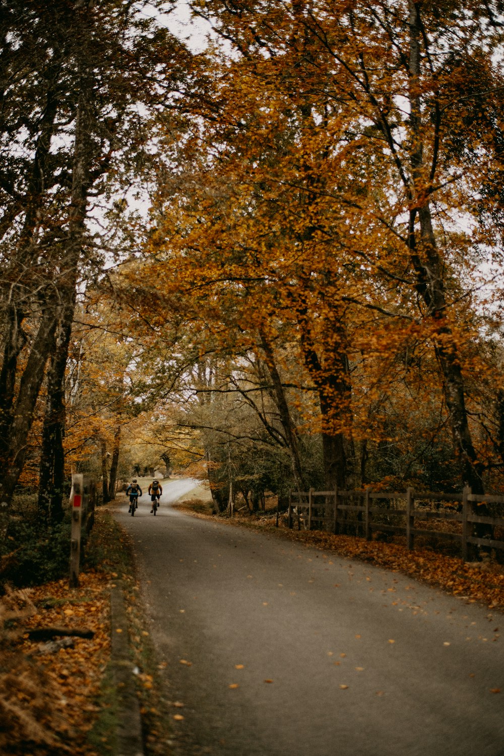 a couple of people riding bikes down a road