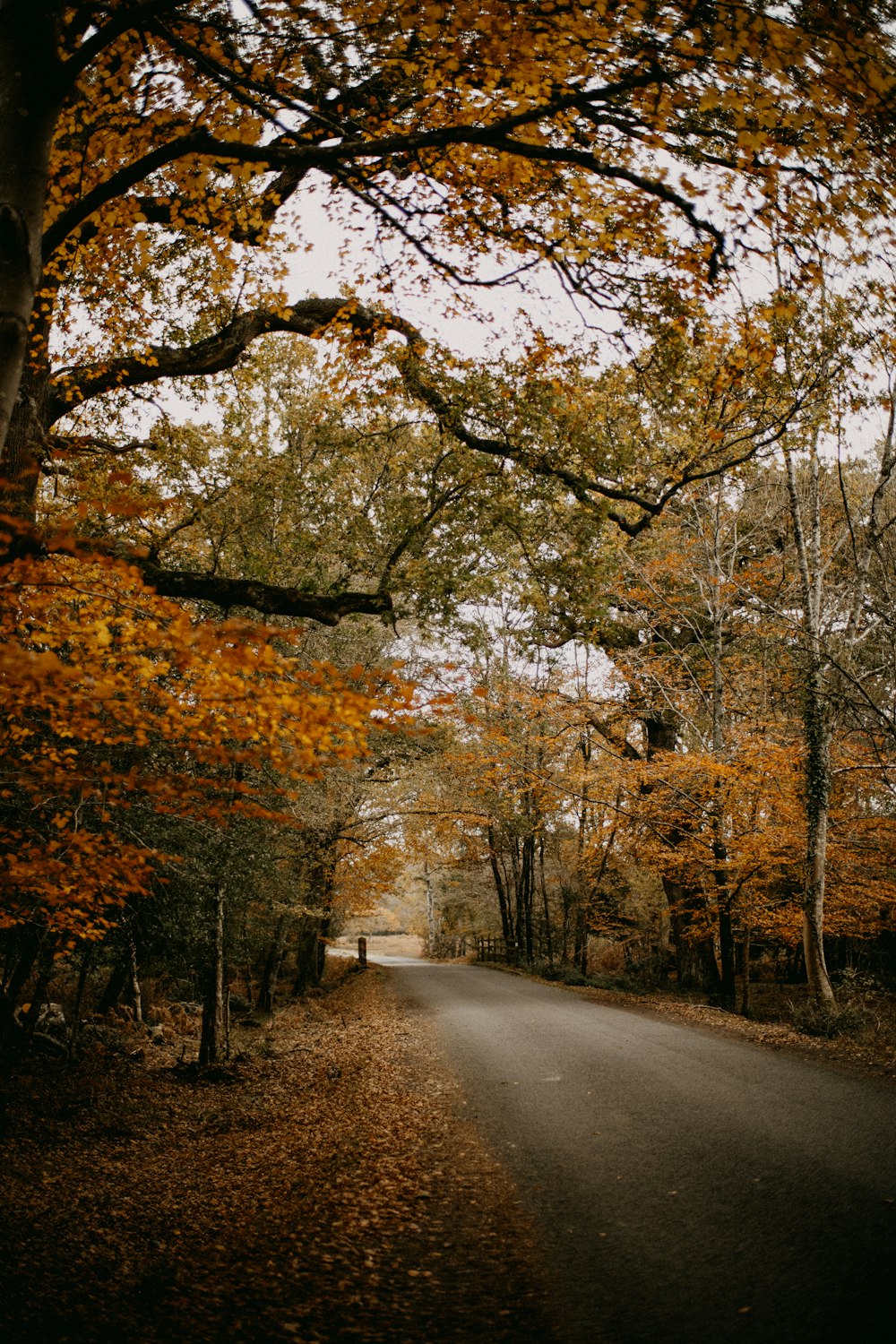 an empty road surrounded by trees in the fall