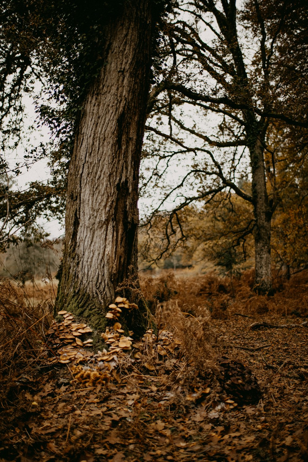 ein großer Baum mit vielen Blättern auf dem Boden