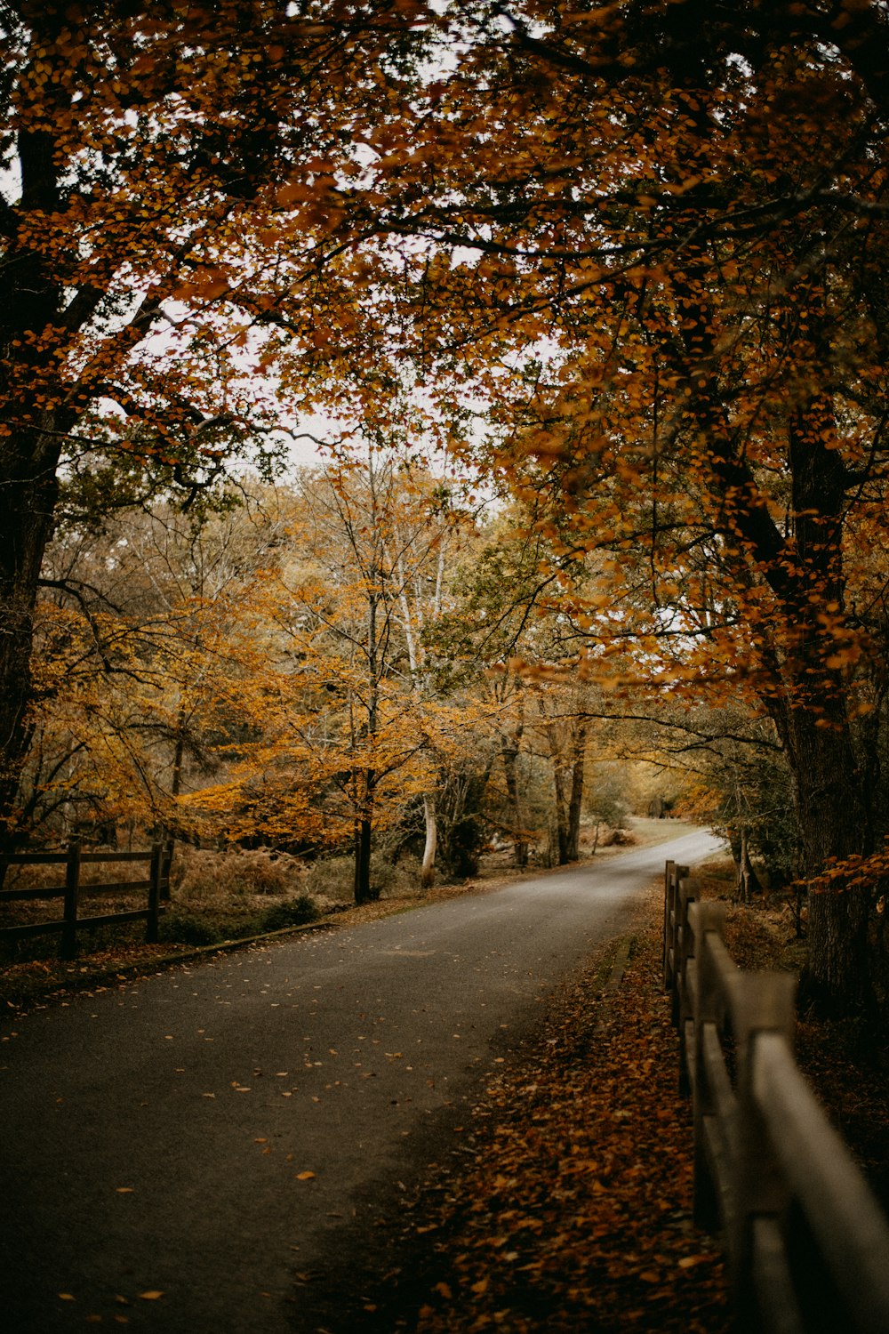 a road surrounded by trees with yellow leaves