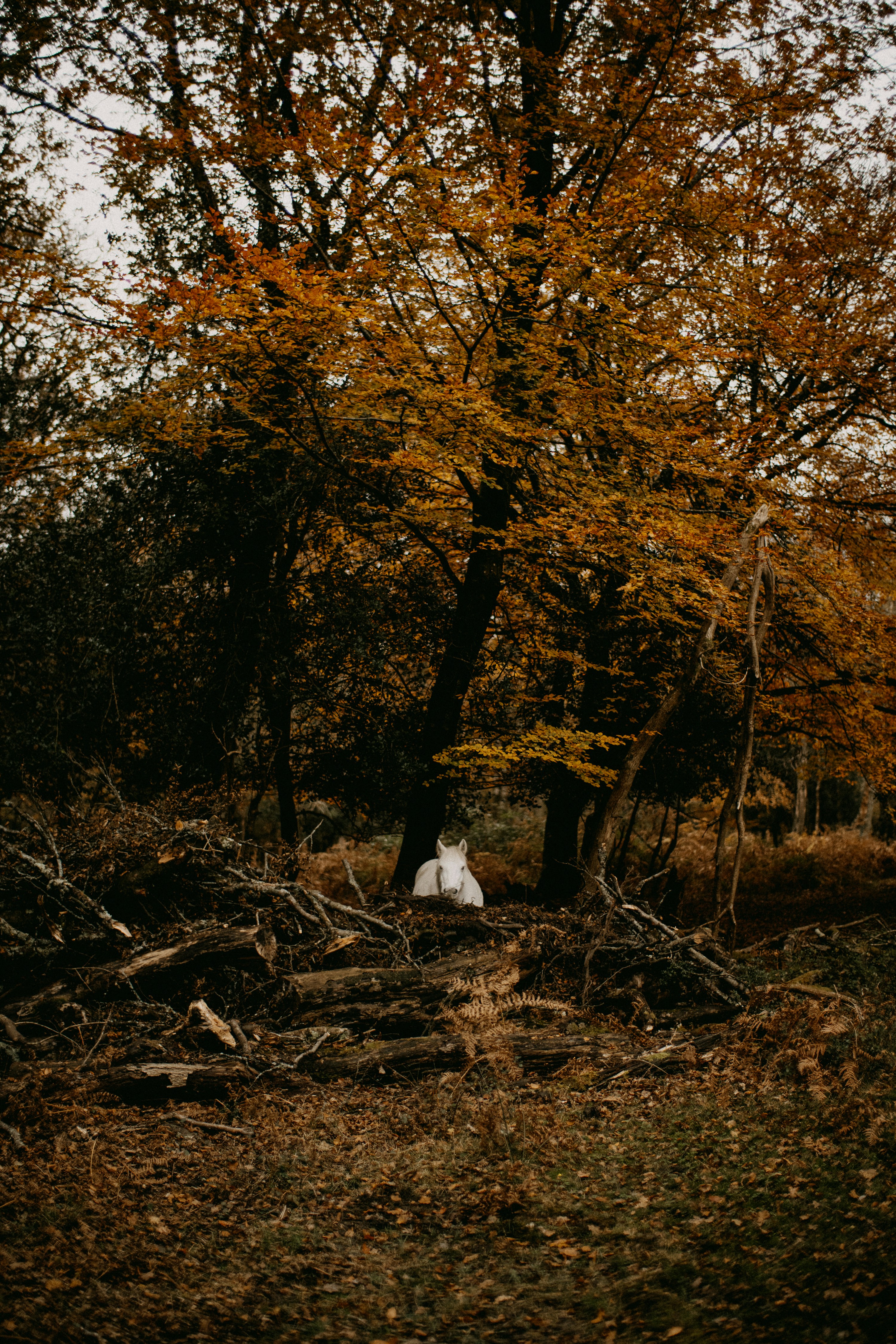 Photo by anniespratt