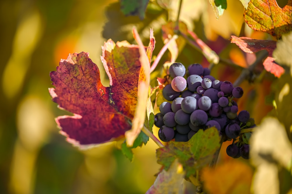 un racimo de uvas que están en una vid