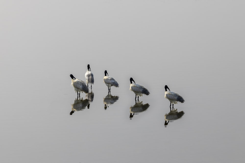 a group of birds that are standing in the water
