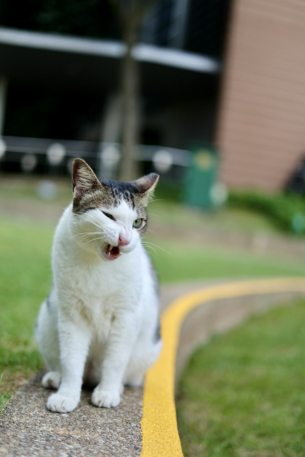 a white and gray cat sitting on the side of a road