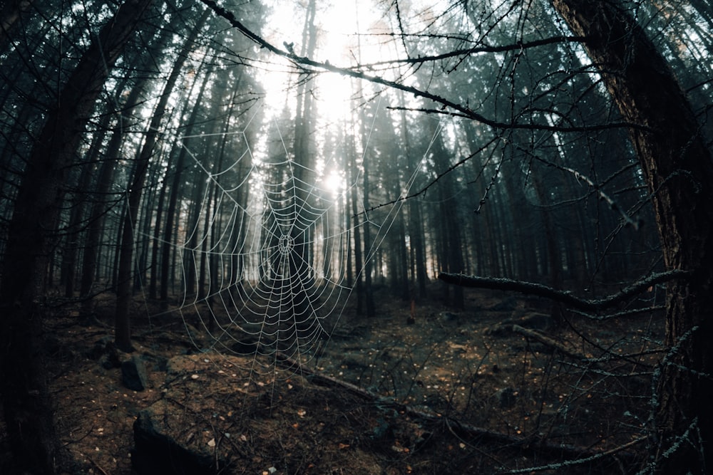 a spider web in the middle of a forest