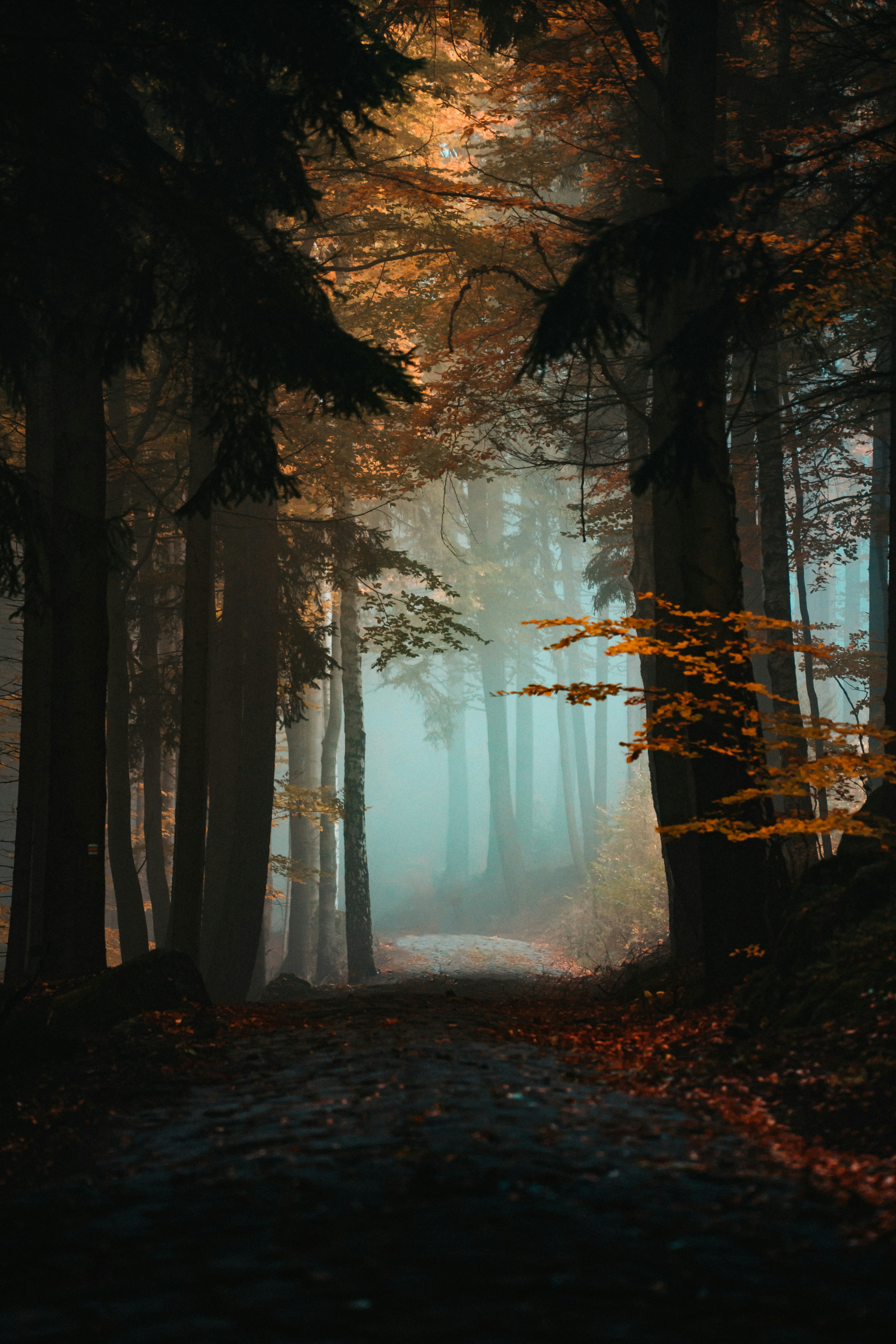 A path leading... who knows where