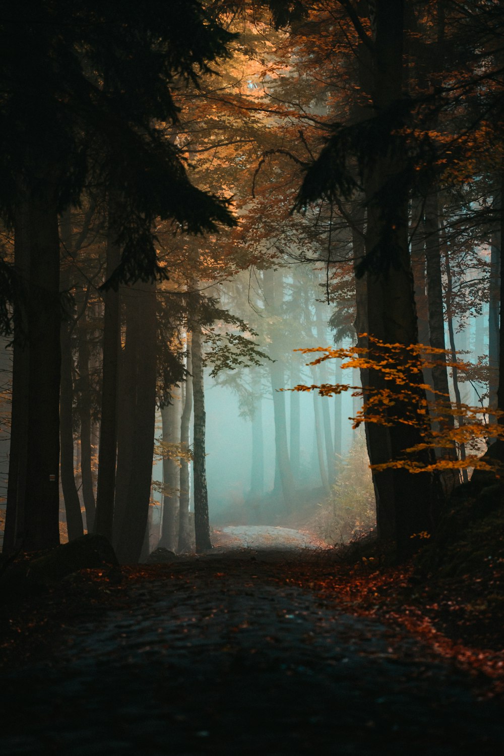 a road in the middle of a forest