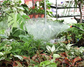 a sprinkler spraying water on plants in a greenhouse