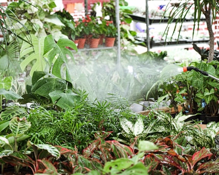 a sprinkler spraying water on plants in a greenhouse