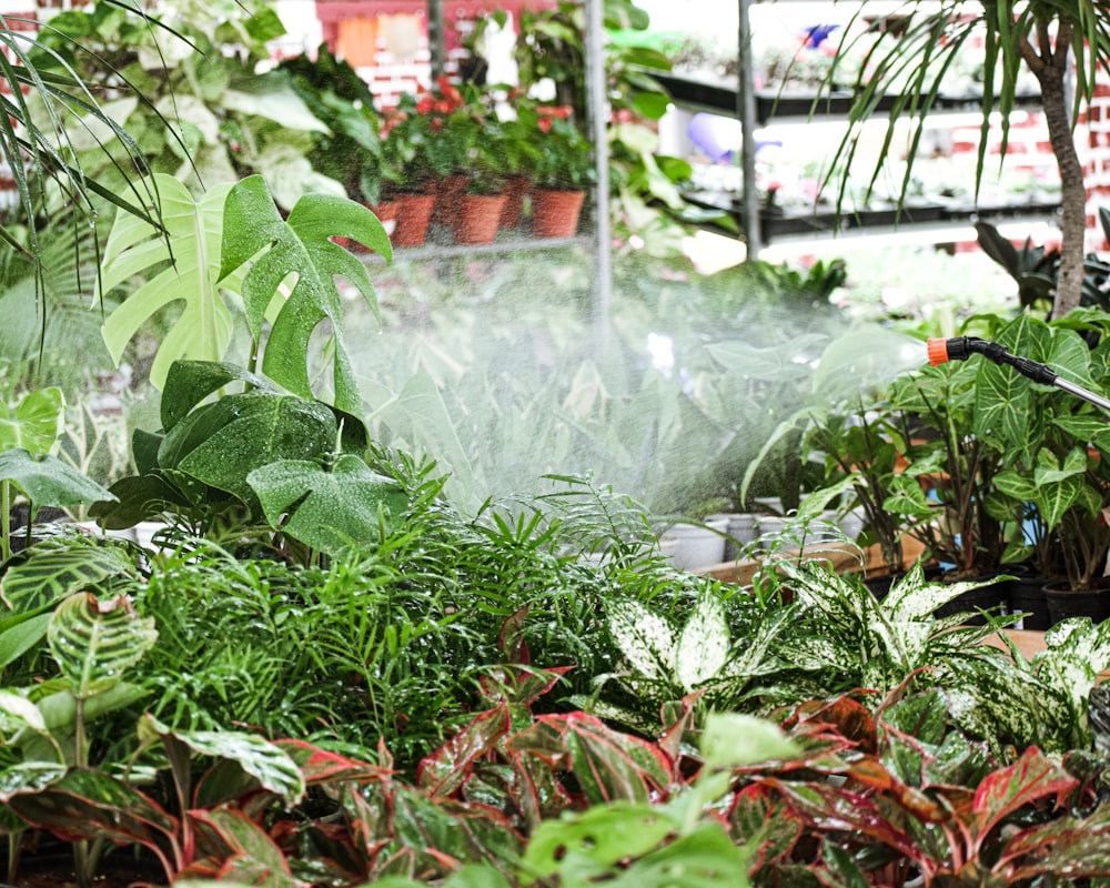 a sprinkler spraying water on plants in a greenhouse