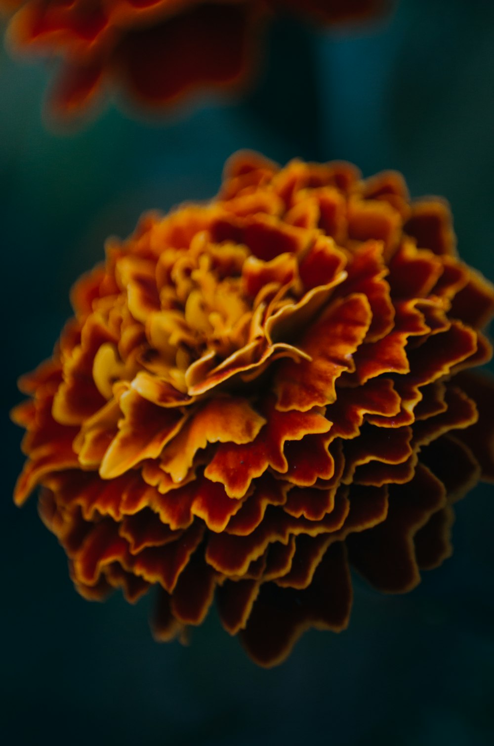 a close up of a flower with a blurry background