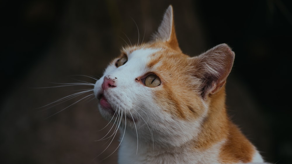 a close up of a cat looking up at something