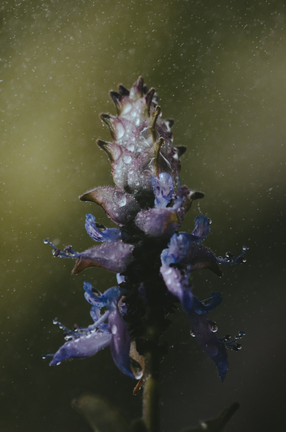 a purple flower with drops of water on it